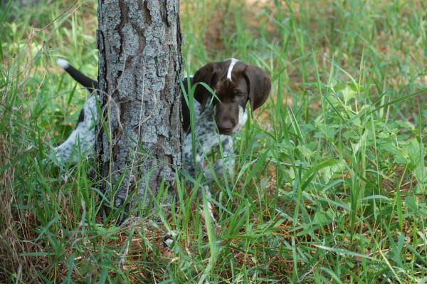 /Images/uploads/Southeast German Shorthaired Pointer Rescue/segspcalendarcontest2018/entries/8716thumb.jpg